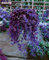 Seltene Bunte Blumen-Samen-Evergreen Rattan Kletterpflanze Easy Grow Außen Bonsai hängenden Korb Pflanze Die beliebtesten 50 PC 6