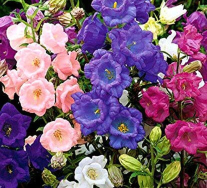 2000 Seeds of Canterbury Bells Mix Cup And Saucer (Campanula Medium Calycanthema)