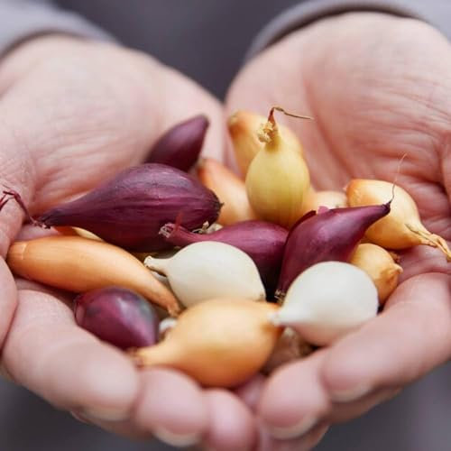 Steckzwiebeln Tricolor Kollektion (1000 gram), Mix von 3 Frühlingszwiebeln Winterhart Sorten - Gelbe, Rote, und Weiße Gemüsezwiebel aus Holland (kein Samen) - Steckzwiebel größe 14-21 mm