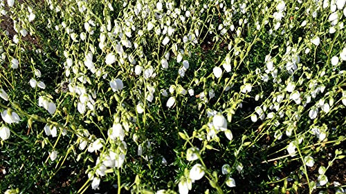 Daboecia cantabrica Alba - Irische Heide Verpackungseinheit 5