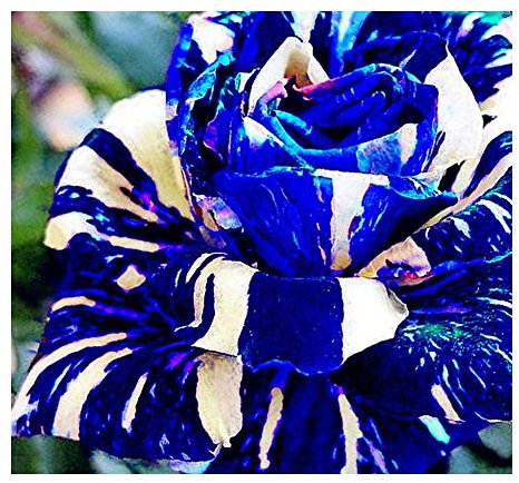 Adenium obesum Rare Blue - Wüstenrose - 3 Samen