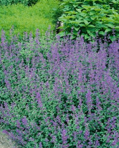Katzenminze 'Dropmore' im Topf Nepeta faassenii Bodendecker winterhart