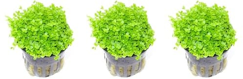 WASSERPFLANZEN WOLFF - 3 schöne volle Töpfe Kuba Zwerg-Perlenkraut/Hemianthus callitrichoides CUBA - Zwerg-Perlkraut HCC - Zwergperlenkraut Pflanzenpolster, Topf Vordergrund Aquarium Nano-Cube