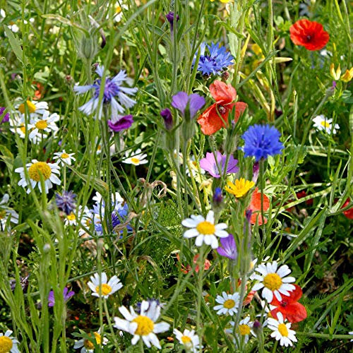 Suttons Seeds - Colourful Annuals Mix, Packet Content 1000 Seeds. Grow Your own Flowers with This Mix which is Also Brilliant for pollinators