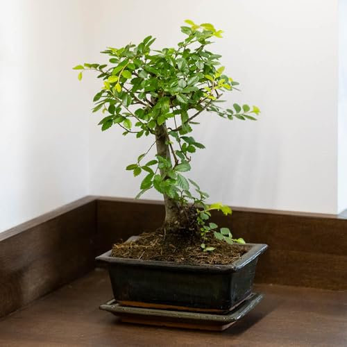 YouGarden Bonsai Tree 'Zelkova', Ball Shaped Chinese Elm, 15cm Ceramic Pot with Tray