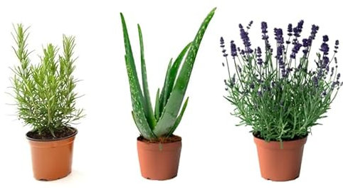 Pack 3 Plantas Naturales Aromáticas y Suculentas - Mix Plantas Culinarias- Distintos Packs de Planta- Planta Natural - SOL P6 (Pack Romero + Aloe Vera + Lavanda)