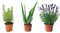 Pack 3 Plantas Naturales Aromáticas y Suculentas - Mix Plantas Culinarias- Distintos Packs de Planta- Planta Natural - SOL P6 (Pack Romero + Aloe Vera + Lavanda)