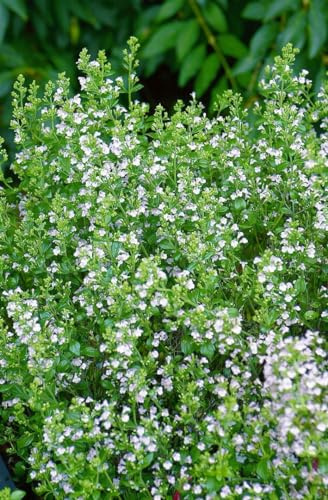 Calamintha nepeta 'Weißer Riese' 9x9 cm Topf – Winterhart, Mehrjährig, Pflegeleicht – Bergminze – Staude für Beet & Rabatten