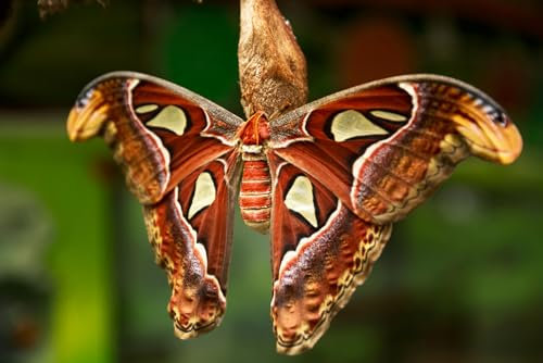 Jigsaw Puzzles For Adults 1000 Piece The Atlas Moth Attacus Atlas Photo Photograph Insect Wall Art of Moths and Butterflies butterfly Family Funny Challenging Holiday Puzzles Gift
