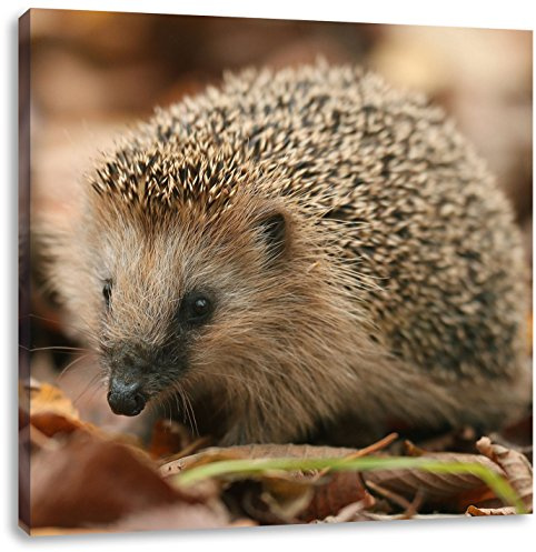Pixxprint Kleiner Igel, Größe: 40x40, Leinwandbild Quadratisch, Wandbild, Kunstdruck, fertig bespannt
