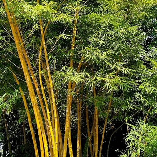 bambus samen winterhart schnellwachsend, winterharte kübelpflanzen winterharte pflanzen für garten seltene pflanzen immergrüne pflanzen winterhart sichtschutz pflanzen bonsai samen 60pcs