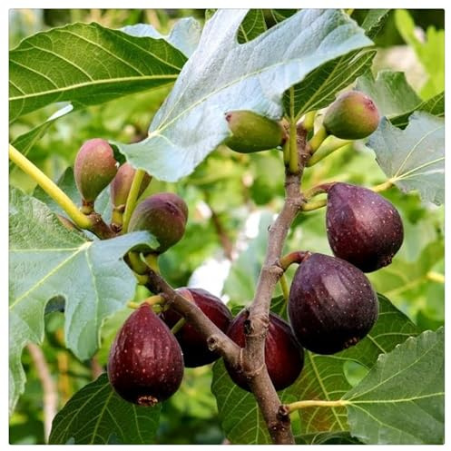 Ideal für deutsche Gärten,Winterharte für Innenräume und Gärten, winterharte,winterharte für garten,Feigenbaum-Rhizome-3 Rhizome