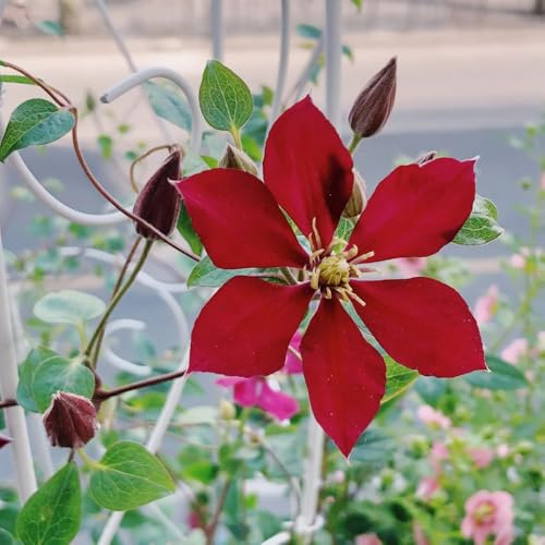 Clematis - klematis, balkongewächshäuser mehrjährige bodendecker winterhart blumenzwiebeln steingartenpflanzen outdoor zwiebelblumen seltene blumengarten blumenzwiebel winterharte 2Zwiebeln
