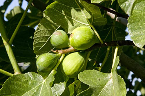 Figuier Madeleine des deux Saisons C 5 Litres