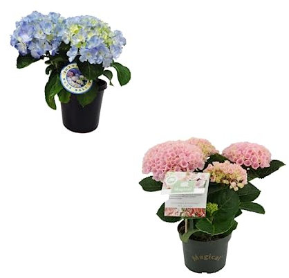 Duo de Hortensia Azul y Rosa Naturales Plantas para el Jardín o el Interior del Hogar