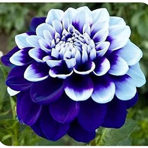 Dahlia for Planting Now UK Ornamental Perennial Excellent Display Plant Bulbs Greening Flower Good for Containers/Natural Organic Easy Plant -2bulbs-C