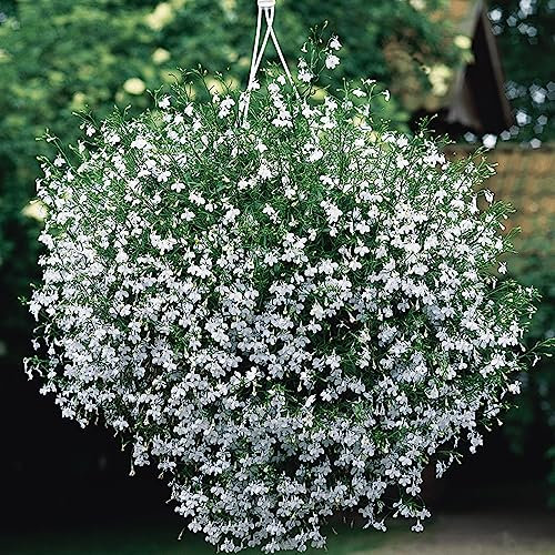 Welldales 50 White Cascading Lobelia Seeds UK Rockery Plant Trailing Ground Cover Flower