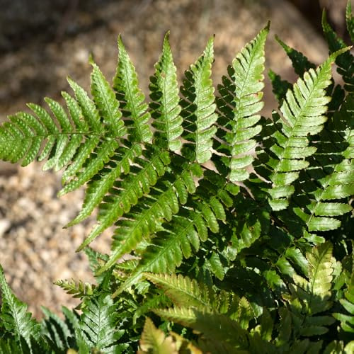YouGarden Dryopteris erythrosora, Buckler Fern in 9cm Pot, Ready to Plant, Colour Changing Fern Plant, RHS Award Winner, Fully Hardy, Tough and Resilient Variety