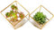 ELEGANTLIFE Geometrisches Pflanzgefäß aus Glas, für Sukkulenten und Luftpflanzen, für Zuhause, Garten, Büro, Dekoration (goldfarben, kubisch, 2 Stück)