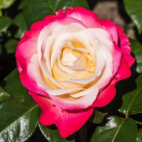 Rot und Weiß Rosen pflanzen (1 Duftende Pflanze), große winterhart mehrjährig Stauden, Pflanzen aus Holland für Garten und Topf (kein Samen, blumenzwiebeln und nicht künstlich)