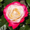Rot und Weiß Rosen pflanzen (1 Duftende Pflanze), große winterhart mehrjährig Stauden, Pflanzen aus Holland für Garten und Topf (kein Samen, blumenzwiebeln und nicht künstlich)