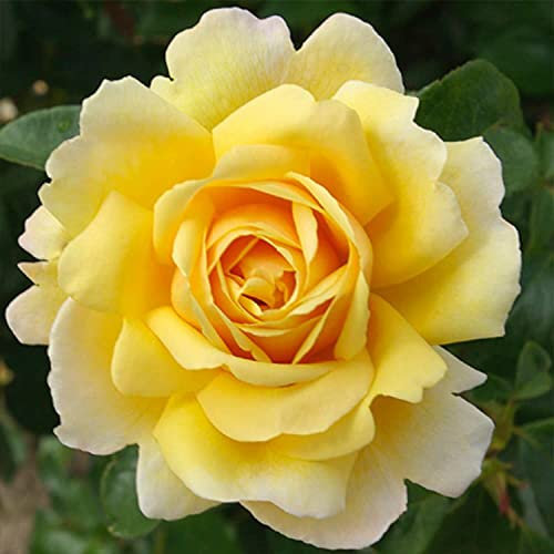Soleil vertical ® delsar Kletterrose im großen 7,5 ltr Topf