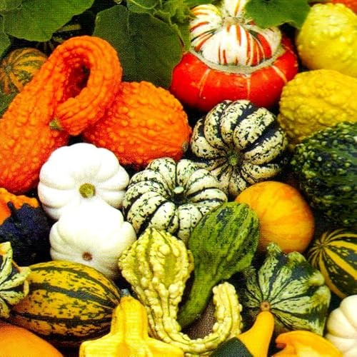 Decorative Pumpkin Seed Mix Ornamental Gourd Squash Mix 10 Non-GMO Seeds for Planting