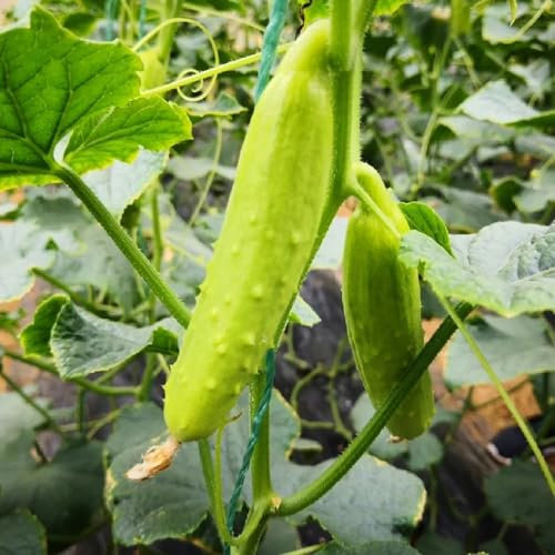 400 pcs Gurken Samen, Gurkenpflanzen Kaufen, winterharte kübelpflanzen Gurkensamen - Cucumis sativus - balkon gemüse bonsai samen saatgut gemüse zimmerpflanze urban gardening alte