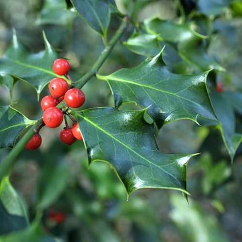 Houx Commun - Ilex Aquifolium 60cm en Pot - Plante En Pot - Floraison Mai à Juin - Couleur de la Fleur - Hauteur 5-10 m