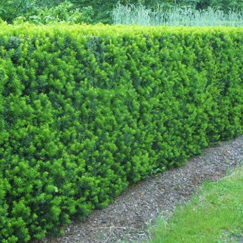 Stauden Gänge 100 x Taxus media 'Hicksii' Becher winterhart
