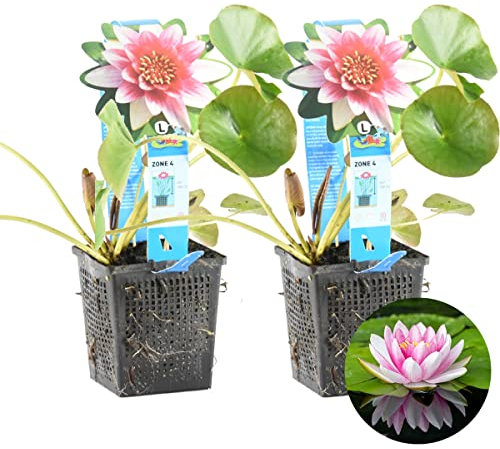 Bloomique - Lot de 2 - Nymphaea Attraction - Nénuphar - Rouge - Plantes de bassin - Plantes aquatiques - Rustique - Hauteur 10-20 cm - Pot 11 cm