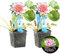 Bloomique - Lot de 2 - Nymphaea Attraction - Nénuphar - Rouge - Plantes de bassin - Plantes aquatiques - Rustique - Hauteur 10-20 cm - Pot 11 cm
