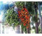 10 Fuchsschwanzbaumsamen rot