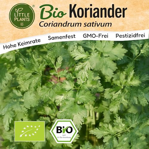 Little Plants BIO Koriander Samen 125 Koriandersamen Kräutersamen für Kräutergarten Hochbeet Samenfest Kräuter Samen für Küche, Balkon und Garten Küchenkräuter