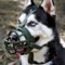 BARKLESS Maulkorb für Hunde, weicher Korb, Silikonmaulkorb für Hunde, am besten gegen Beißen und Kauen, atmungsaktive Käfigmundabdeckung für Training, ermöglicht Trinken und Hecheln, verwendet mit