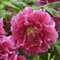 Strauchpfingstrose Rosa - Paeonia suffruticosa