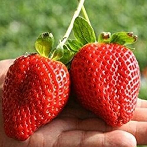 PERZOE 100 Piezas deliciosas Semillas de Fresa, Planta de Fruta trepadora de bonsái de jardín casero Semillas de Fresa