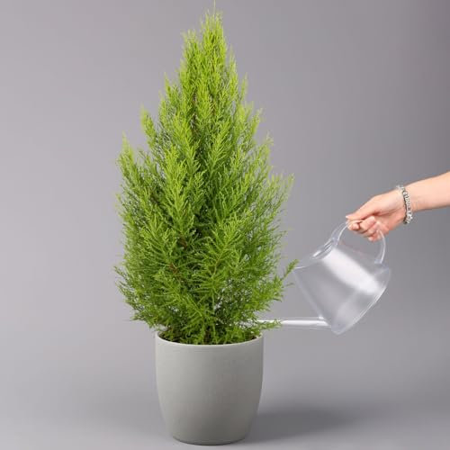 Zimmerzypresse 'Goldcrest Wilma', Pyramide, Topf-Ø 21 cm