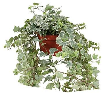 Hiedra Variegata | DECOALIVE | Planta Purificadora del Aire Natural | Planta de Hiedra de Interior