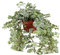 Hiedra Variegata | DECOALIVE | Planta Purificadora del Aire Natural | Planta de Hiedra de Interior