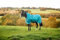 Horseware Amigo Bravo 12 Wug medium Storm Green Größe wählbar (140)