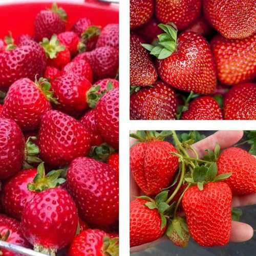 Erdbeerpflanze 'San Andreas' Immertragende Erdbeeren, große Früchte ab März - Hängende Sorte - Set mit 10 Pflanzen ERDBEEREN - Mehrjährig, Superobst für Garten