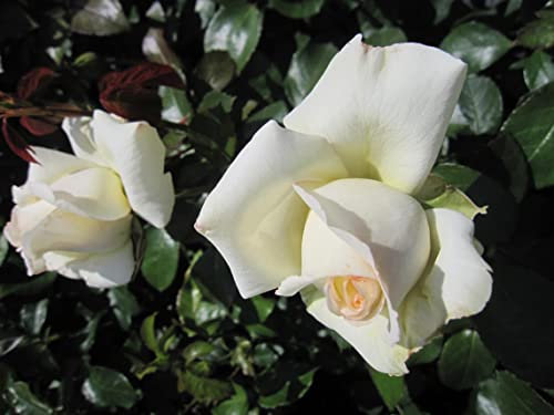 Rosa Ambiente ® - Beetrose Ambiente ® - Noack Rose