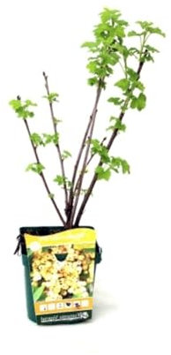 Planta natural Grosella Amarilla, 20-30 cm. Ribes uva-crispa. Frutos del Bosque. Arbusto con frutos redondos, dulces y ácidos, ricos en vitamina C. Segura Garden.