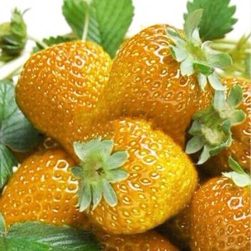 Luojuny Semillas de Fresa, 100 Piezas Semillas de Fresa Dulce Multicolor Jardín de su casa Granja Siembra Planta frutal Amarillo Semillas de Fresa