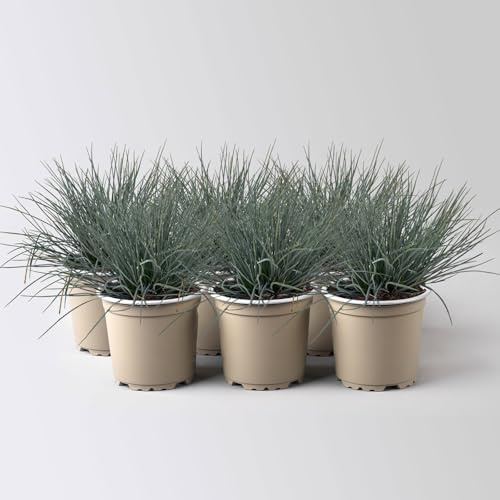 Blauschwingel 'Compact Blue', Topf-Ø 10,5 cm, 6 Pflanzen