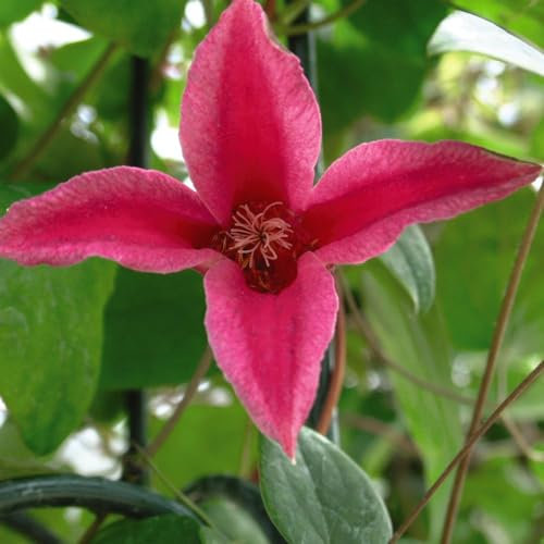 Clematis 'Princess Diana' - Late-Flowering Texensis Clematis with Stunning Magenta Pink Blooms - Hardy Vine for Garden Borders and Trellises – 2X 3 Litre Potted Plants by Thompson and Morgan