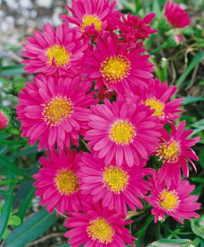 Aster novi-belgii 'Royal Ruby' 11x11 cm Topf – Winterhart, Mehrjährig, Pflegeleicht – Glattblatt-Aster – Staude für Beet & Rabatte