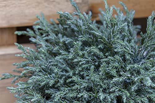 Scheinzypresse 'Baby Blue' Stammhöhe 40 cm Stämmchen Chamaecyparis pisifera
