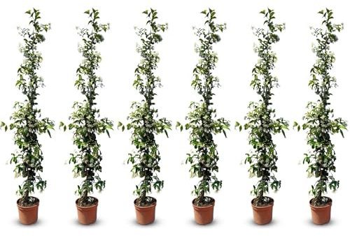 Sunny Tree - 6 pcs Jasmin - Toskanische Jasmin - Trachelospermum Jasminoides - 120 cm - Kletterpflanze - Winterhart - A+